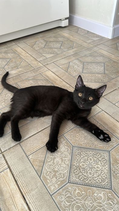 Котенок в добрые руки