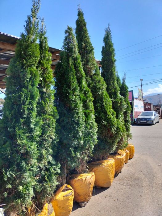 Туя смарагд в Алматы