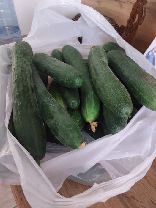 Огурцы свежие домашние
