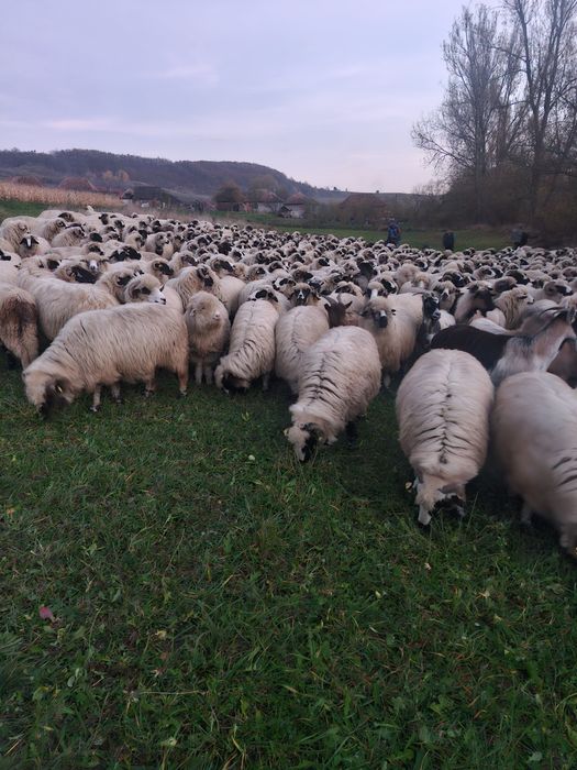 De vânzare oi breze