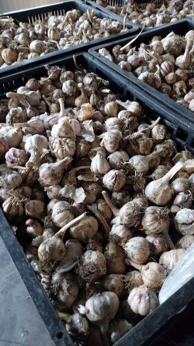 Vand USTUROI românesc!!!