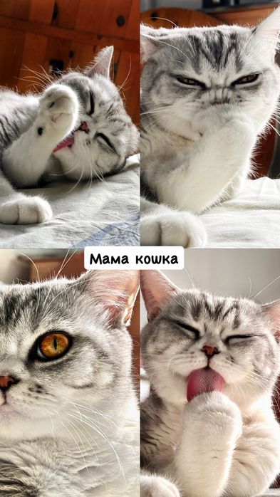 Шотландскик котята табби