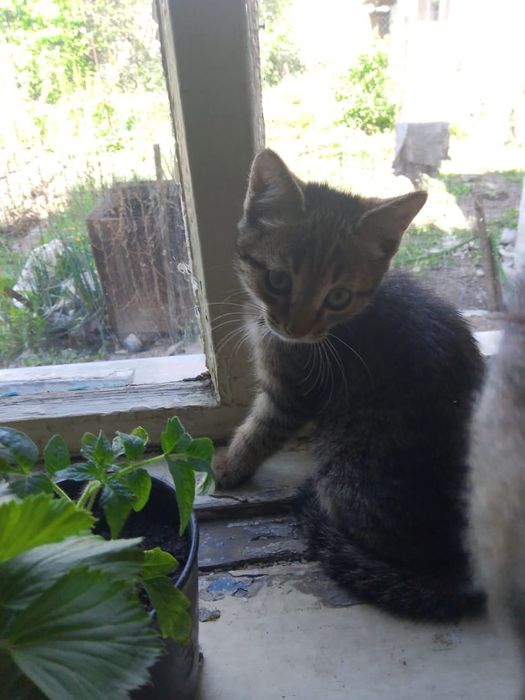 Отдам даром котёнка