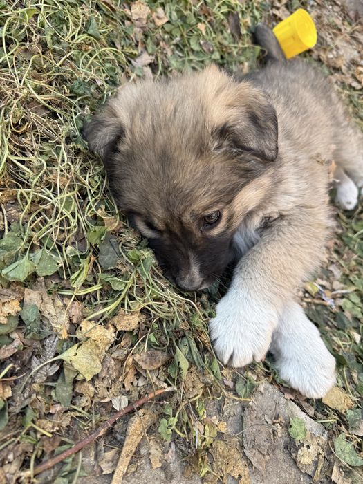 Отдам щенка в доьрые руки