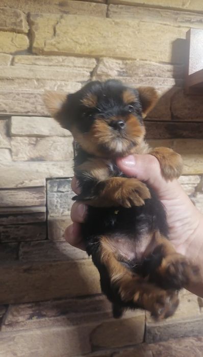 Йоркшир териер мини