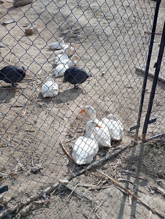 Rate pekin  de vânzare