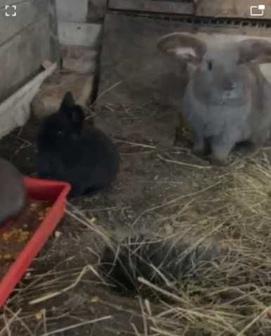 Iepurasi rasa "Berbec olandez"