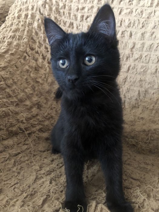 Котенок девочка черная