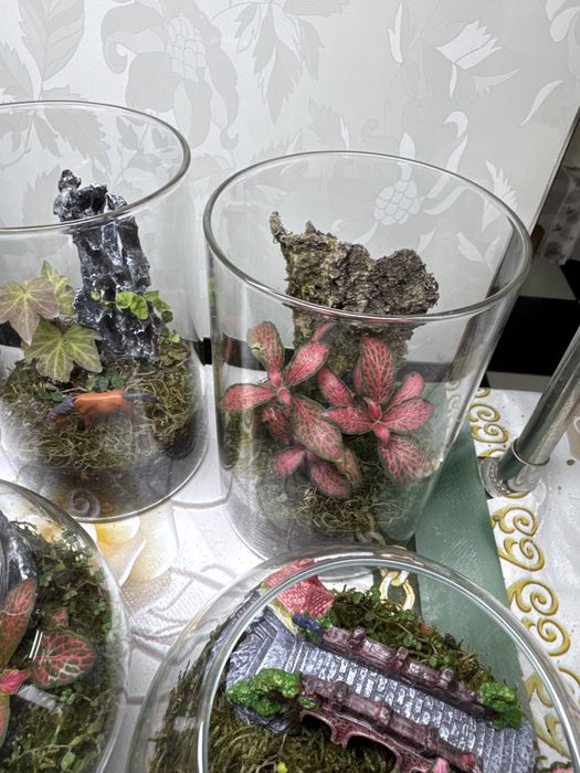 Продам закрытые  и открытые флорариумы