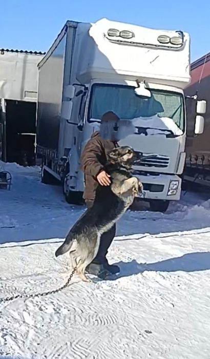 Продам щенка Вео