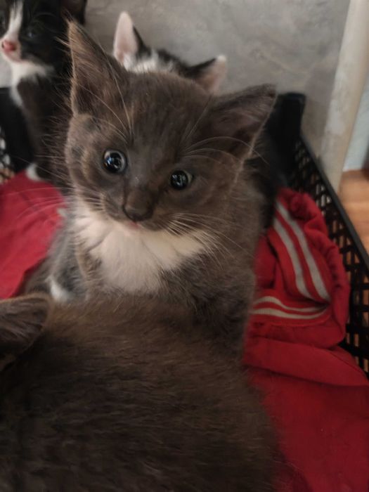 Отдам в добрые руки котят