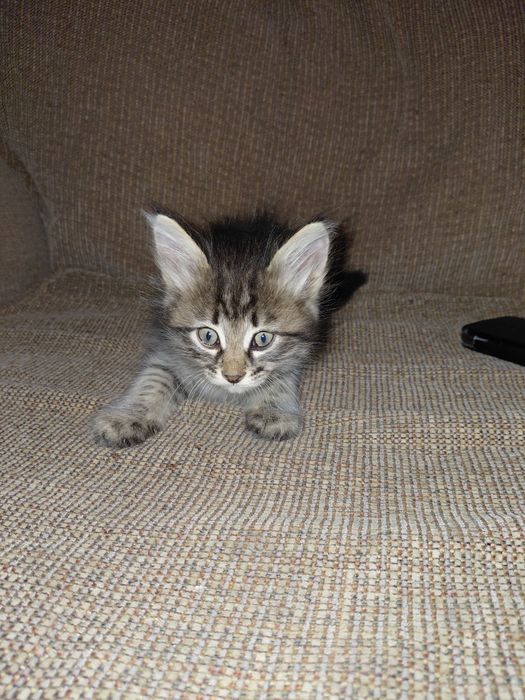 Отдам котят в добрые руки , 2 мальчика
