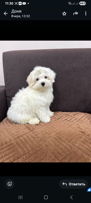 Красивые  щенки  мальтеза