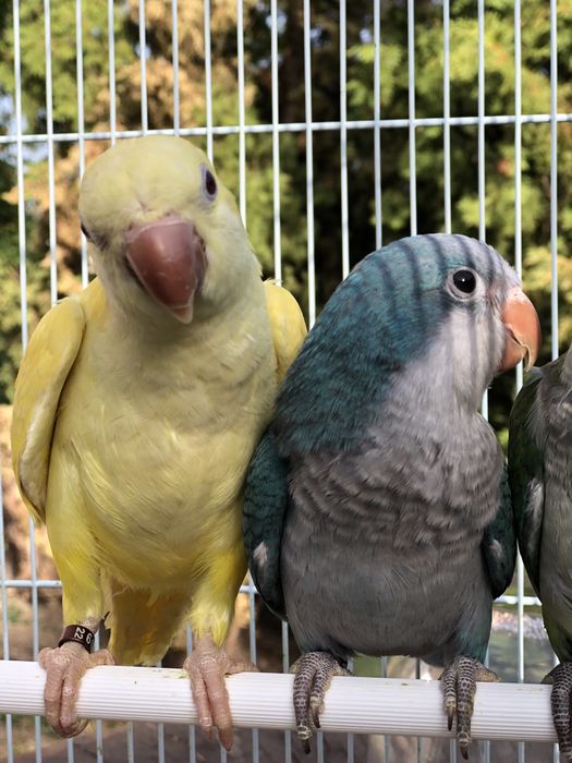 Papagali vorbitori blanzi calugari micul alexandru