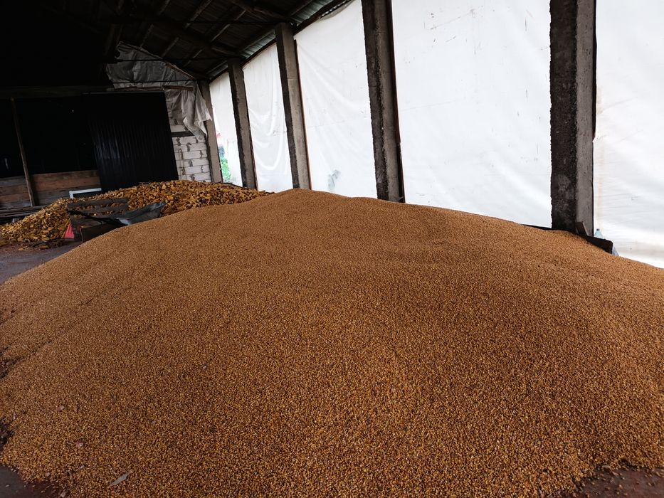 Vând graunte treierat recent