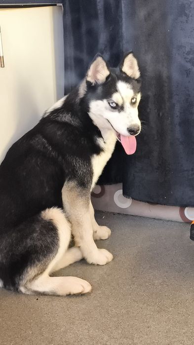 Husky Siberian donez