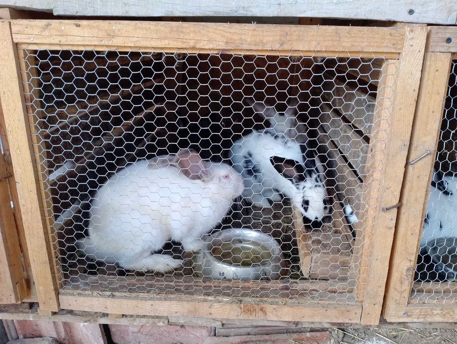 Зайци за разплод и за консумация