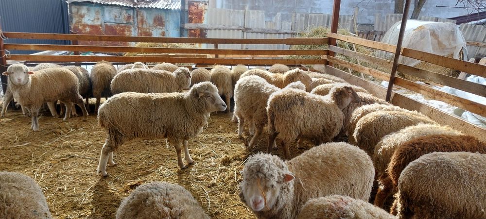 Продам баран домашних