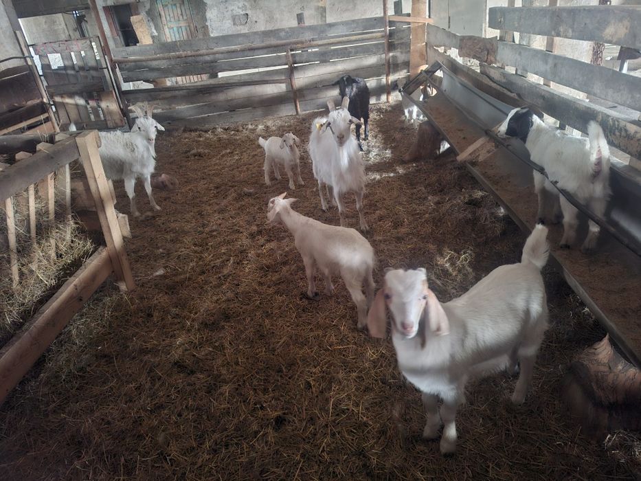 Продам 4 коз и 6 козлят