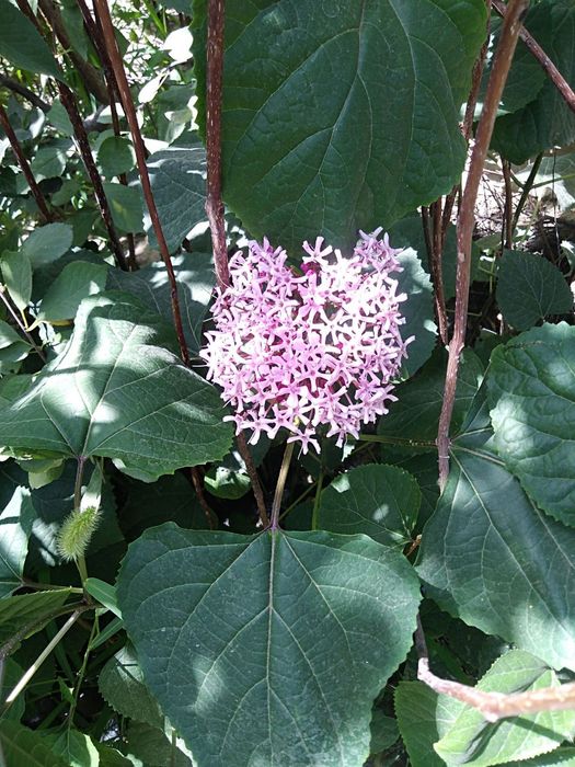 Manzaralik gul daraxtlar