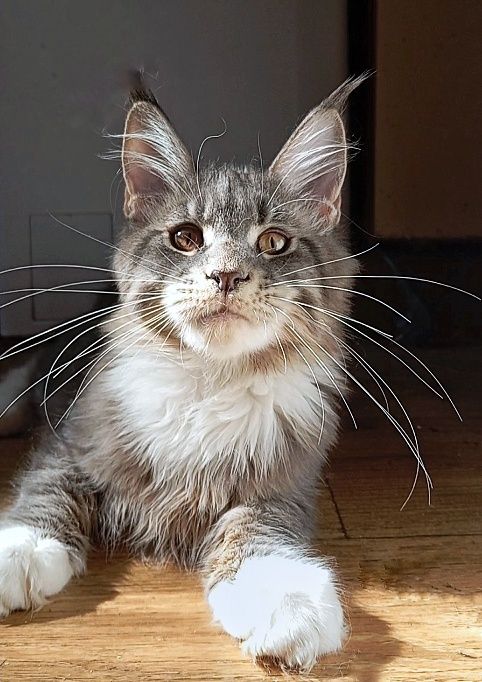 Шикарные котята для Вас! Питомник "Fluffy Tale"