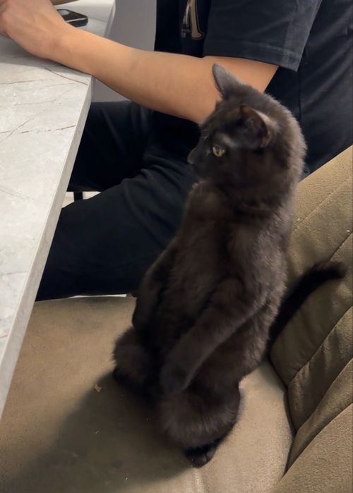 Котик 6мес бесплатно в добрые руки