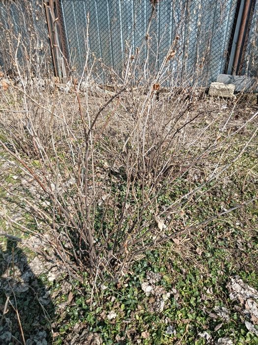 Продам рассаду черная смородина