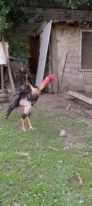 Продам Дакан Апрел