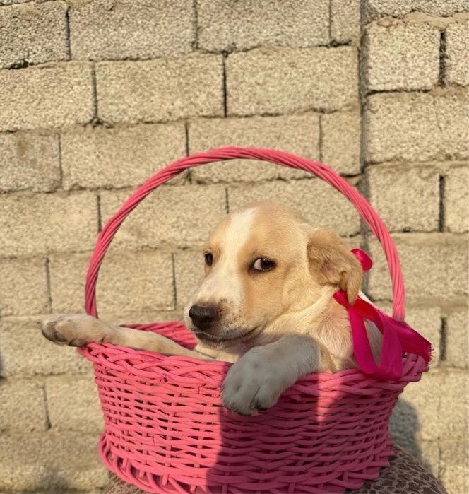 Отдаю щенков в добрые руки