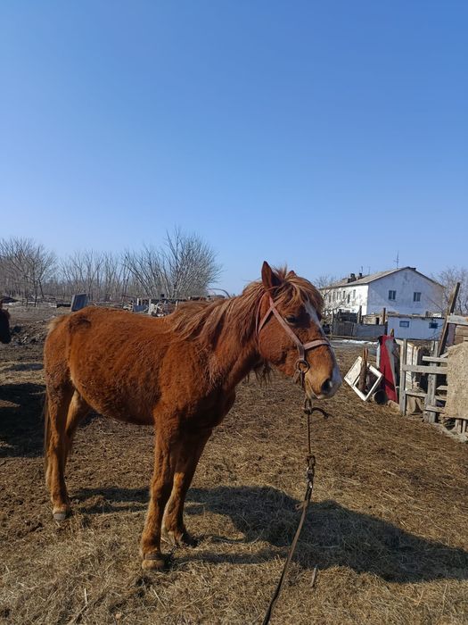 Бие сатылады 650000