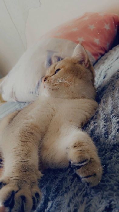 Золотая шиншилла кот на вязку