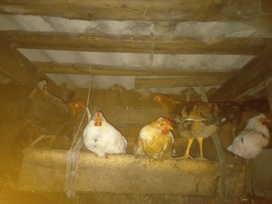 Продаю молодых домашних петухов.