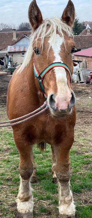 Vând mânză ardeneză