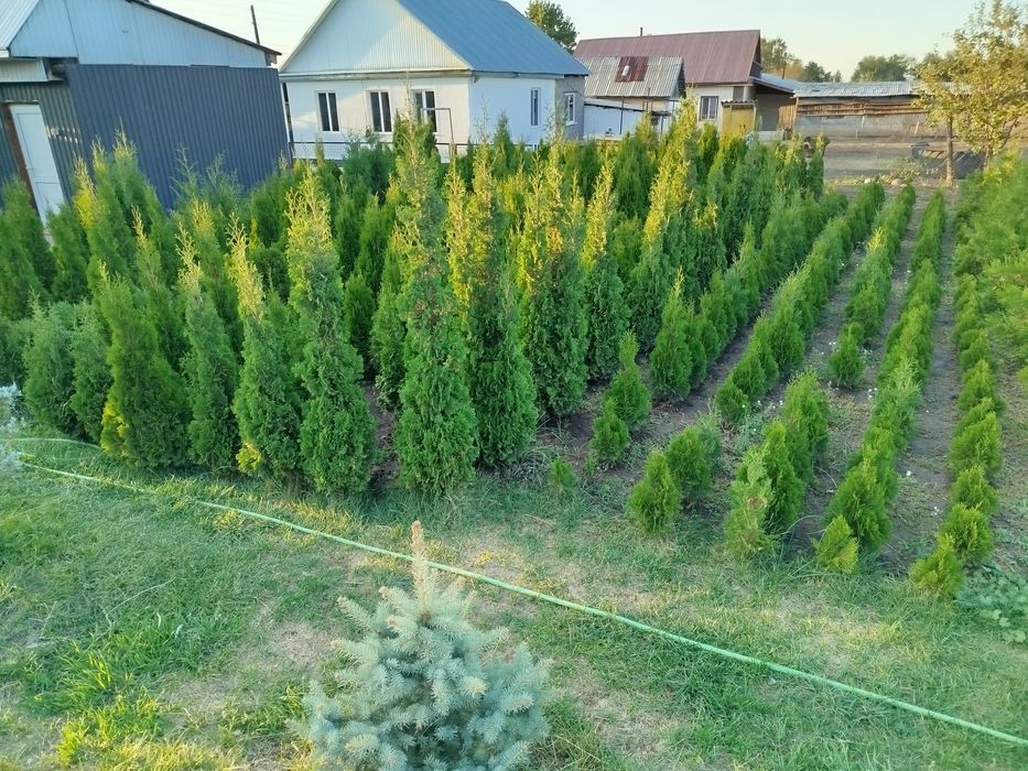 Продам туй смарагд и голден глоб