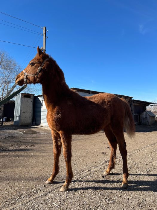 Лошадь Английской породы