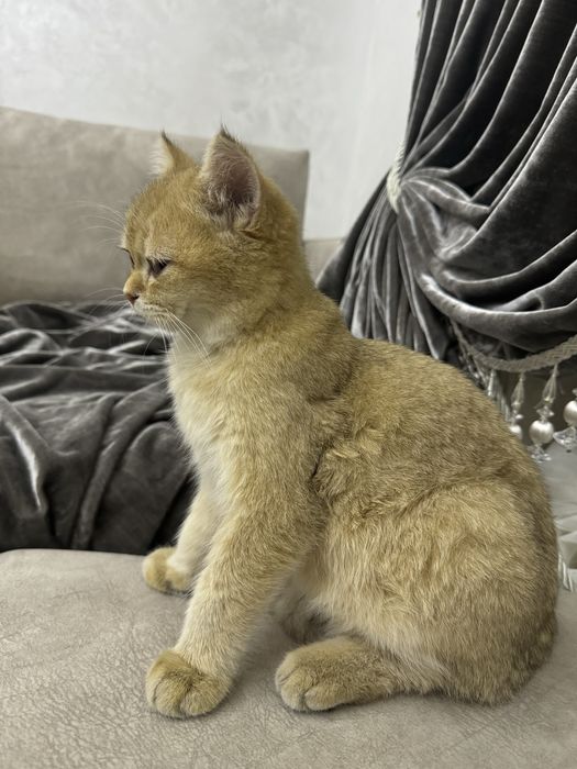 Британская золотая шиншила