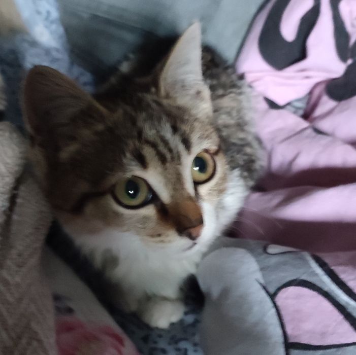 Котёнок маленький