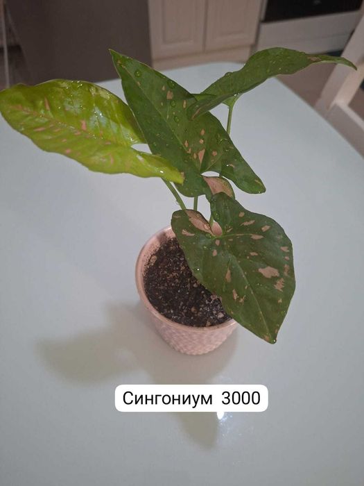 Продам комнатные растения