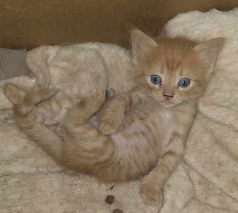 Девочка  в добрые руки