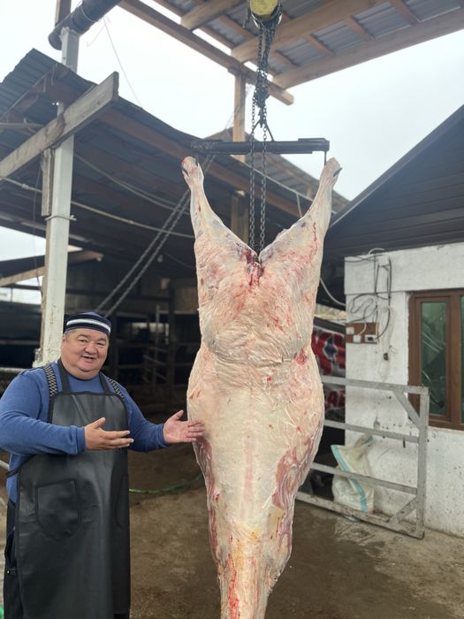 Соғым жылқы еті, конина