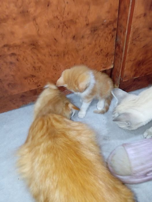 Продам котенка помесь мейкуна