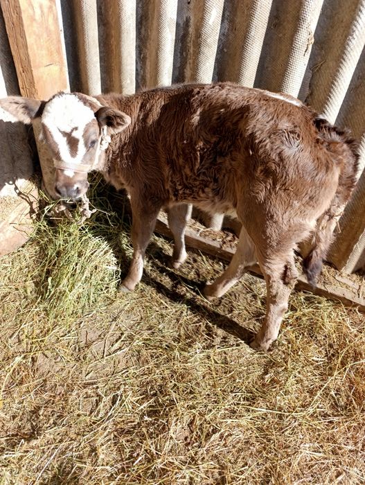 Продам корову с теленком