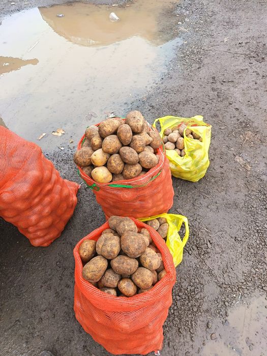 Картошка сатылады