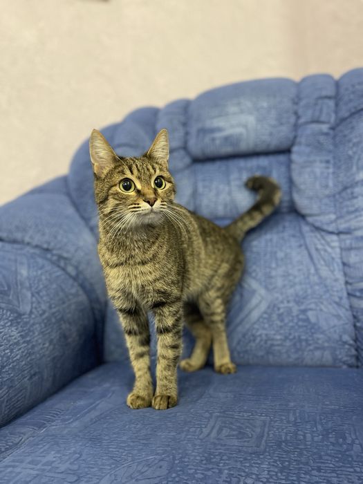 Отдам кошку в добрые руки