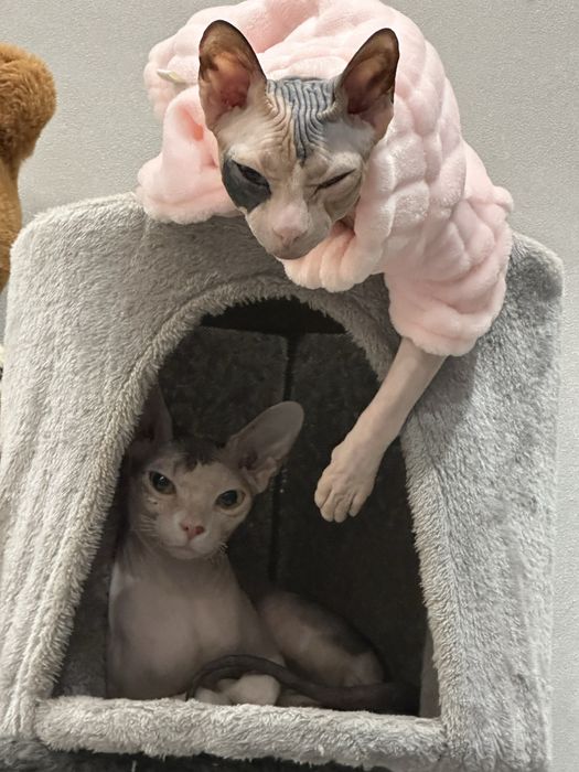 Кошечка сфинкс продам