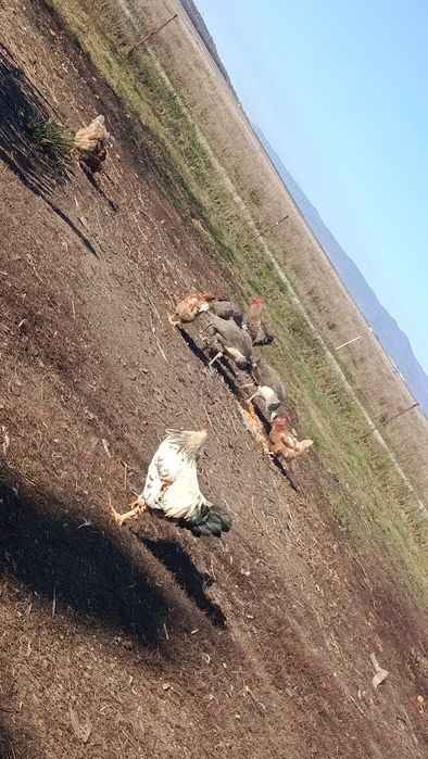 Vand doua famili de paun