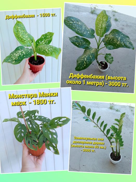 Комнатные растения
