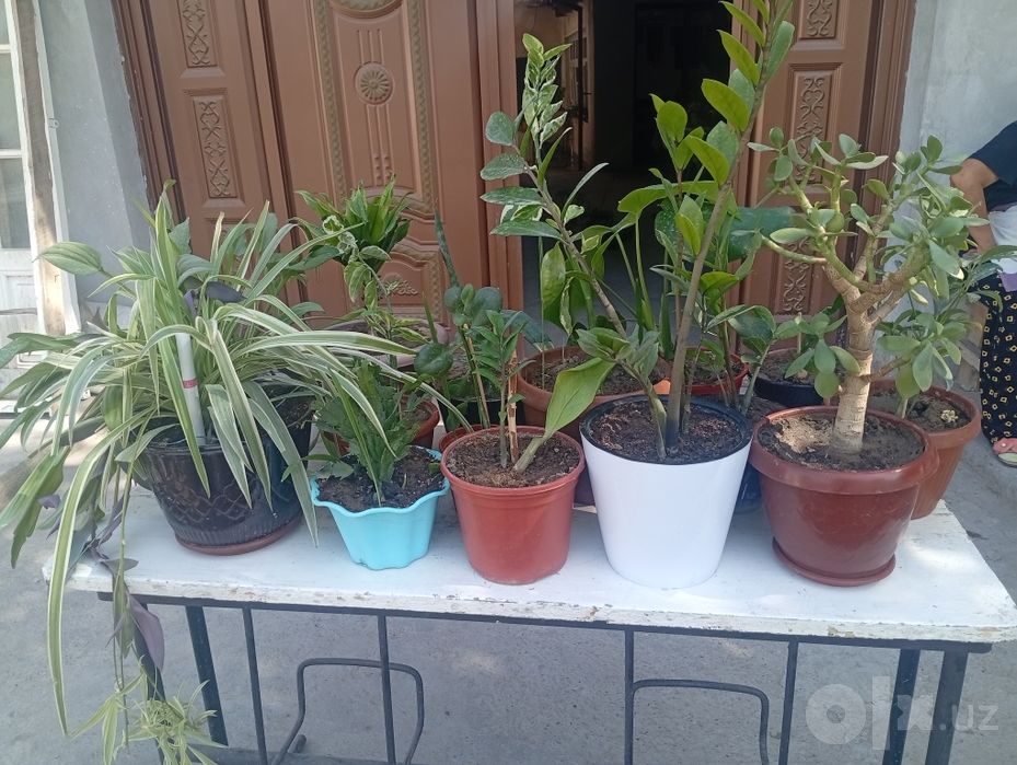 Продаются  шикарные цветы
