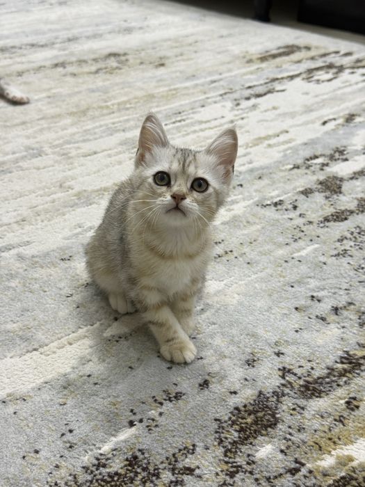 Котята Скоттиш Страйт
