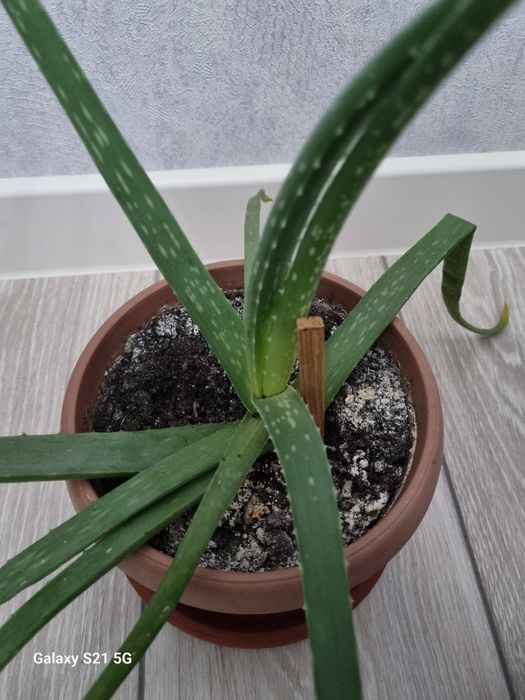 алоэ алое емге для лечение